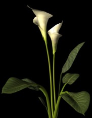 calla